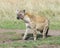 Closeup sideview of spotted hyena looking forward