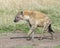 Closeup sideview of spotted hyena walking a dirt path looking forward