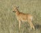 Closeup sideview Topi and calf standing in grass with head raised looking toward camera