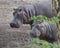 Closeup sideview of two hippos of different sizes standing on land