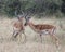 Closeup sideview two male impala with large antlers with heads close together