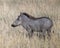 Closeup sideview of a warthog standing in tall grass