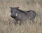 Closeup sideview of a warthog standing in tall grass