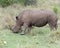 Closeup sideview of a White Rhino standing eating grass