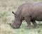 Closeup sideview of a White Rhino standing eating grass