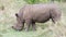 Closeup sideview of a White Rhino standing eating grass