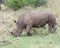 Closeup sideview of a White Rhino walking eating grass