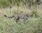 Closeup sideview of young cheetah running through grass looking forward