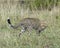 Closeup sideview of young cheetah running through grass looking forward