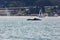 Closeup sighting of mother humpback whale and baby, Megaptera novaeangliae, swimming in San Francisco Bay with city in background