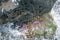 Closeup of Silene acaulis/moss campion pink flowers next to a volcanic rock in the harsh icelandic climate.