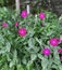 Closeup of a Silene coronaria, or rose campion