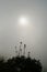 Closeup silhouettes of a plants and flowers on a blurred misty and foggy background