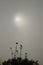 Closeup silhouettes of a plants and flowers on a blurred misty and foggy background