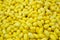 Closeup silkworm cocoon yellow for textiles handmade