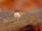 Closeup Silky rosegill mushroom growing on a fallen branch