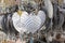 Closeup of silver bodhi plate leaf hanging by temple buddhism worshipers for fortune