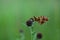 Closeup of a silver-bordered fritillary perched on the plant on the blurred background