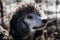 closeup of a silver and grey colored King size poodle