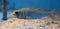 Closeup of a silver juvenile sea bass, portrait of a young small fish