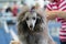 Closeup of silver poodle getting ready at dog`s competition, looking at camera, owner fixing its hair