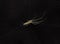 Closeup of a silver stretch spider on a web against the black background