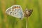 Closeup of Silver-studded Blue (Plebejus argus) butterfl with closed wings