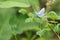 Closeup of a Silvery Blue Gossamer butterfly