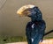 Closeup of a silvery cheeked hornbill sitting on a branch in the aviary, tropical bird from africa