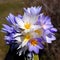 Closeup of silvery crocuses in a garden under the sunlight with a blurry background