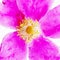 Closeup Simple Pink Rose Fine Art