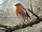 Closeup of a singing robin redbreast on a mossy branch in the woods with a blurred background