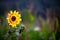 Closeup of single beautiful sunflower Helianthus annuus