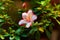 Closeup single beautiful white flower with pink border of Rhododendron