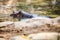 Closeup single big adult brown hippopotamus swimming in green pond water