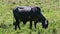 Closeup single big black domestic milk cow eat fresh grass at green pasture