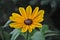 Closeup of a Single Black Eyed Susan Flower Blooming in a Garden