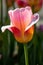 Closeup of single bright pink and yellow Tulipa Tom Pouce triumph tulip in sunlight