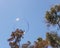 Closeup of single bubble floating in background of palm trees and blue sky