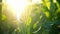 A closeup of a single corn stalk with the suns rays shining through its leaves