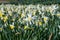 A closeup of a single daffodil that is pointing away from the field