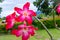 Closeup of The single Desert Rose. Adenium obesum or Impala lily or Mock azalea or Desert rose or Sabi star flower. Adenium or