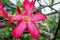 Closeup of The single Desert Rose. Adenium obesum or Impala lily or Mock azalea or Desert rose or Sabi star flower. Adenium or