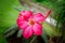 Closeup of The single Desert Rose. Adenium obesum or Impala lily or Mock azalea or Desert rose or Sabi star flower. Adenium or