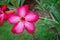 Closeup of The single Desert Rose. Adenium obesum or Impala lily or Mock azalea or Desert rose or Sabi star flower. Adenium or