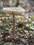Closeup of single edible parasol mushroom or macrolepiota procera growing on forest ground, Berlin, Germany