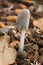 Closeup on a single emerging Saprobic mushroom, Coprinus lagopus