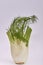 Closeup of a single fennel bulb on white