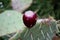 Closeup of single fres brown fruit of Opuntia ficus-indica or Barbary