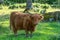 Closeup of  a single Highland cattle in a green pasture
